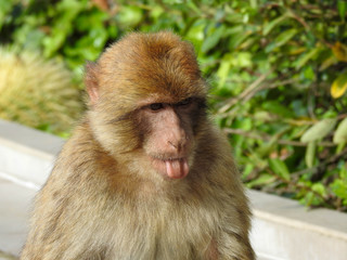 Young Barbary Macaque Sticks out its  Tongue