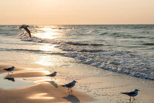 Sunset on the baltic sea with seagulls. Summer time. Golden hour
