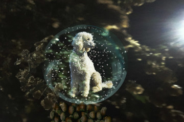 Glaskugel Hund Weihnachten