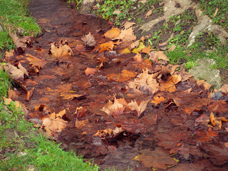 Orange maple leaves in a stream in late autumn