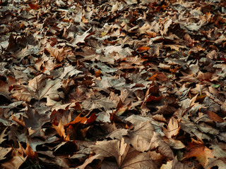 Field full of fallen maple leaves in autumn