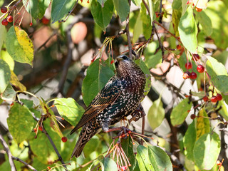 Common starling sturnus vulgaris eating berries on tree in garden. Cute spotted beautiful songbird in wildlife.