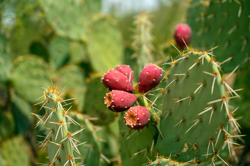 Close up photo of a blooming cactus in Saguaro National Park, Arizona