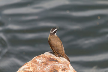 Social flycatcher on a stone, Rio de Janeiro, Brazil, South America