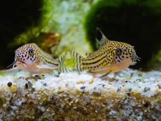 Naklejka premium Two small spotted Cory catfish side by side