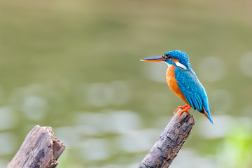  Common Kingfisher (Alcedo atthis), Udawalawe National Park, Sri Lanka