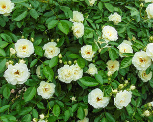 beautiful white flowers of a curly rose with green leaves in the garden