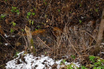 Stream in the autumn woods