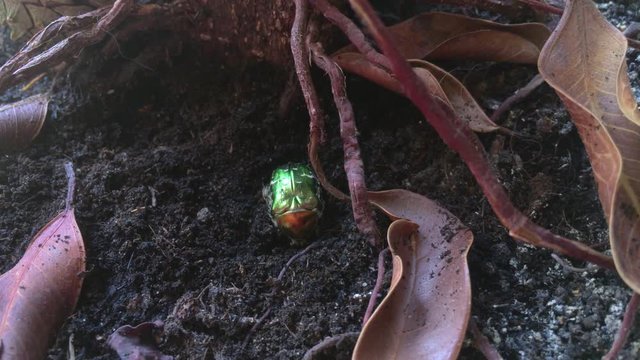 Green metallic beetle digging in soil in flowerpot 