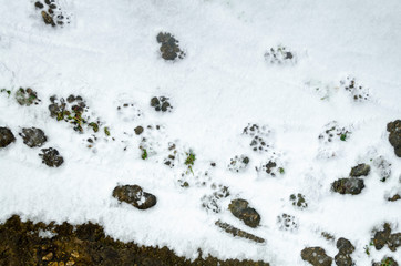 dog's tracks in the snow