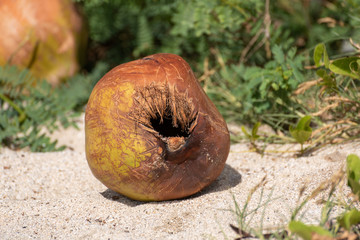 A single coconut shell lying on the beach.