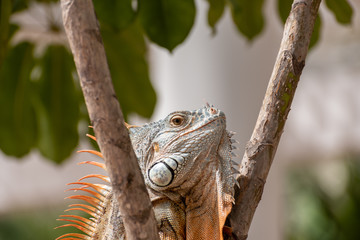 A green Iguana in a palm tree in a natural wild South American environment.