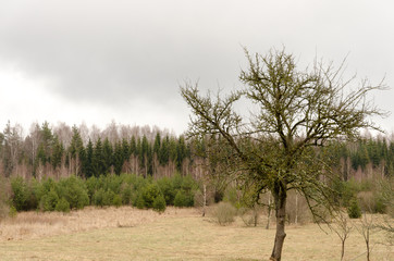 Fototapeta premium Lone tree in the field before forrest
