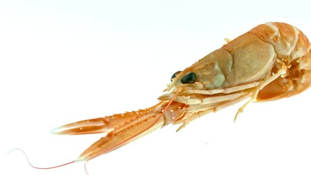 Shrimp goes around on white background. Luxurious seafood with copy space.