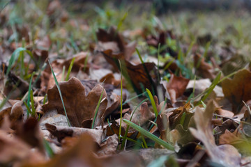 Dry oak leaves in the grass. Yellow and brown autumn colors.