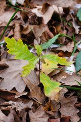 Young Oak Leaves. Closeup of young oak leaves approaching Fall color