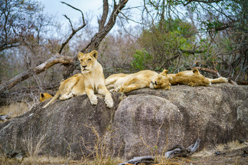 lions posing on a rock in kruger national park, mpumalanga, south africa 127