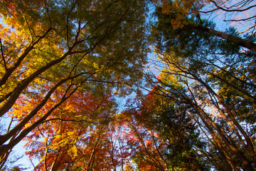 高尾山の紅葉