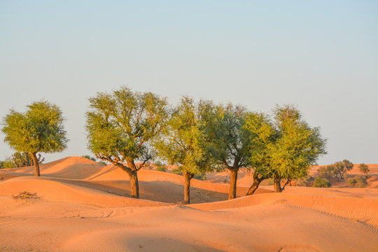 Arabian desert tree (Prosopis Cineraria) on the red sand dunes of Dubai, United Arab Emirates