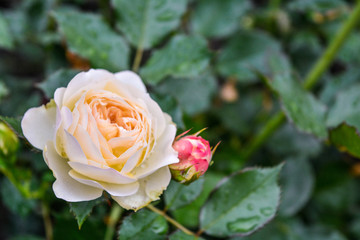 Light cream pink rose flower. Close-up photo of garden flower with shallow DOF