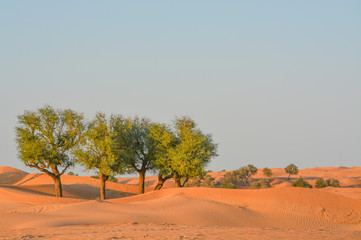 Arabian desert tree (Prosopis Cineraria) on the red sand dunes of Dubai, United Arab Emirates