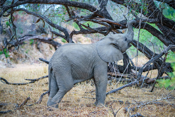 baby elephant in kruger national park, mpumalanga, south africa 8