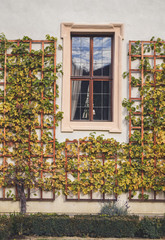 Fototapeta na wymiar Window and nature in autumn II, Prague, Czech Republic