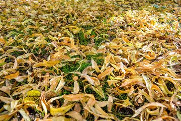 Fallen yellowed medicinal flowers of linden tree on lawn with little green grass