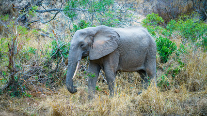 Naklejka na ściany i meble elephant in kruger national park, mpumalanga, south africa 5