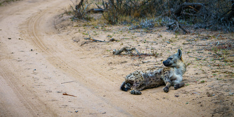 hyena in Kruger National Park, mpumalanga, Zuid-Afrika 11