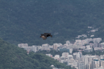 Black vulture flying around the sugar Loaf mountain, Rio de Janeiro, Brazil, South America