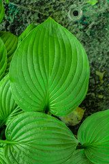 Green leaf of tropical plant. Texture of tropical leaf