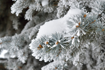 Pine needles covered with frost in the winter woods.