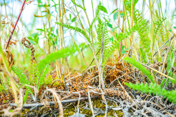 Seed capsules of ordinary moss among dry and green grass. Microscopic landscape