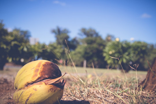 Coconut On The Ground In Kahului, HI