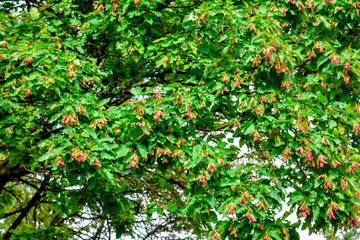 Acer tataricum with winged seeds. Tatar maple, Tatarian maple foliage and fruit