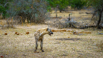 hyena in kruger national park, mpumalanga, south africa 61