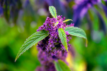 Wild flowers in a meadow nature. Natural summer background with wild flowers in the meadow in the morning sun rays. Morning field background with wild flowers.