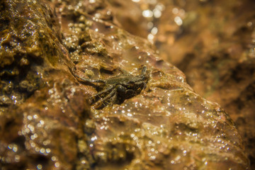 Common Crab on a wet stone rock (mediterranean region)