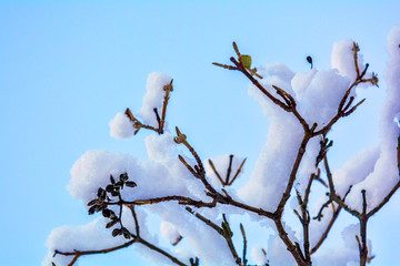 Tree branches covered with snow on blue sky background
