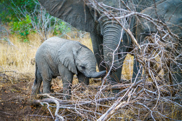 elephants with baby elephant in kruger national park, mpumalanga, south africa 5