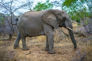 elephant in kruger national park, mpumalanga, south africa 30