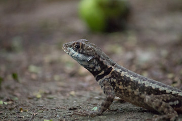 Gecko on the sugar loaf mountain, Rio de Janeiro, Brazil, South America