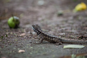 Gecko on the sugar loaf mountain, Rio de Janeiro, Brazil, South America