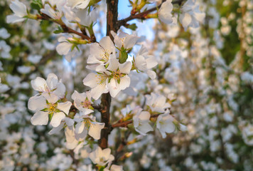Soft close-up of white cherry flowers Nanking cherry or Prunus Tomentosa. Selective focus. Spring landscape, fresh wallpaper, nature background concept