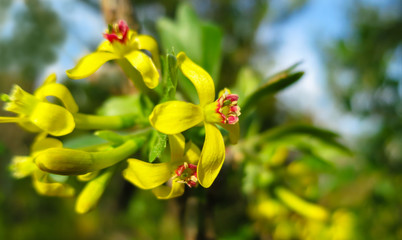 Fototapeta na wymiar Soft selective focus of yellow Ribes aureum flower blooming. Flowers golden currant, clove currant, pruterberry and buffalo currant on garden green background.