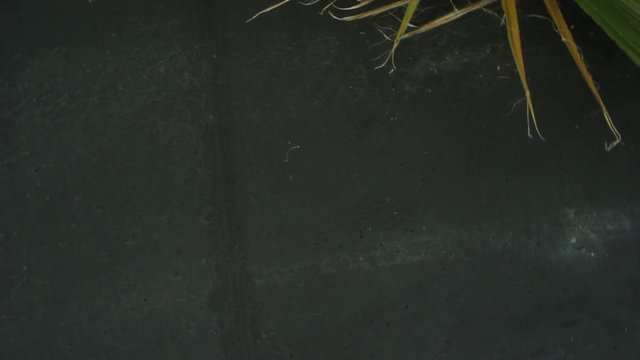 Palm tree with dark concreate background