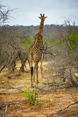 giraffes in kruger national park, mpumalanga, south africa 31
