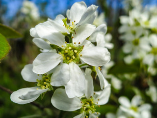 Close-up white blossoms of Amelanchier canadensis, serviceberry, shadberry or Juneberry tree on green blurred background. Selective focus. Nature concept for natural design