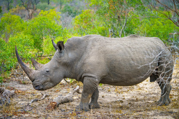 Fototapeta premium white rhino in kruger national park, mpumalanga, south africa 21